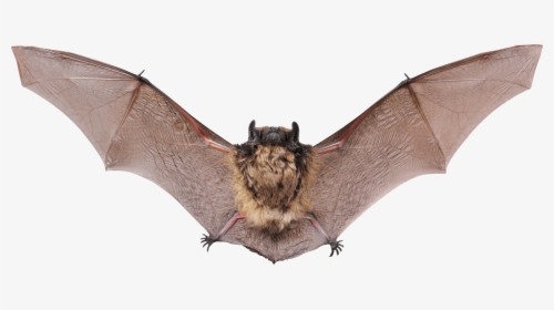 Small Bat Open Wings Clip Arts - Bat With Wings Open, HD Png Download, Transparent PNG