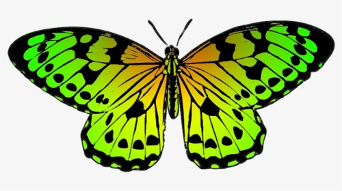 Tropical Butterfly Image - Blue And Yellow Butterfly Clipart, HD Png Download, Transparent PNG