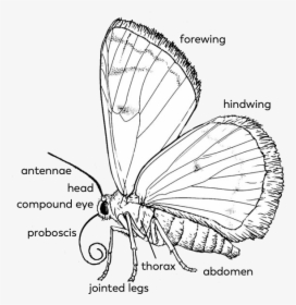 Butterfly-parts - Proboscis Drawing Butterfly, HD Png Download, Transparent PNG