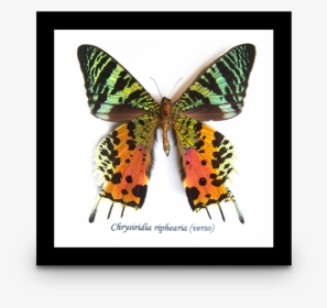Chrysiridia Riphearia Sunset Moth - Chrysiridia Riphearia, HD Png Download, Transparent PNG