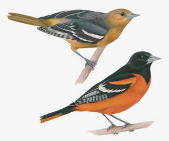 Baltimore Oriole, HD Png Download, Transparent PNG