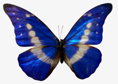 Butterfly In Blue Color, HD Png Download, Transparent PNG