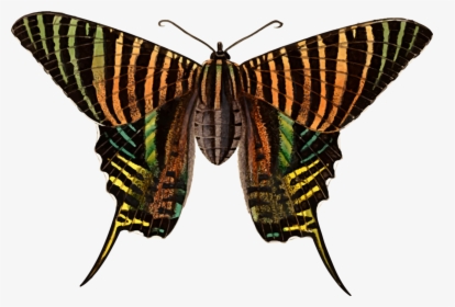 Monarch Butterfly Moth Brush Footed Butterflies Urania - Polilla Urania, HD Png Download, Transparent PNG
