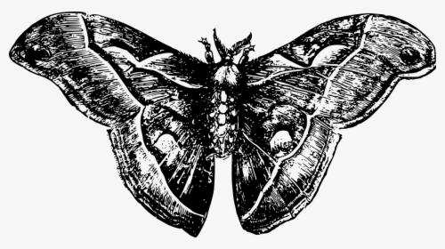 Moth - Moth Png Free, Transparent Png, Transparent PNG