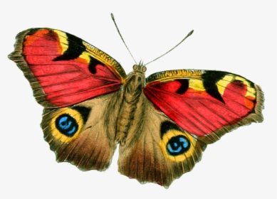 Butterfly Bright Vintage Free Picture - Real Butterfly Hd Png, Transparent Png, Transparent PNG