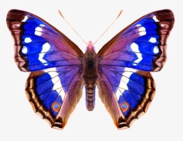 Purple Emperor Butterfly, HD Png Download, Transparent PNG