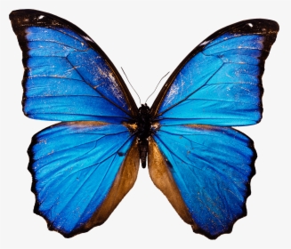 Moths And - Blue Butterfly Png, Transparent Png, Transparent PNG