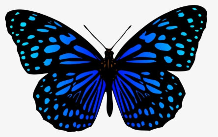 Butterfly Drawing With Colour, HD Png Download, Transparent PNG