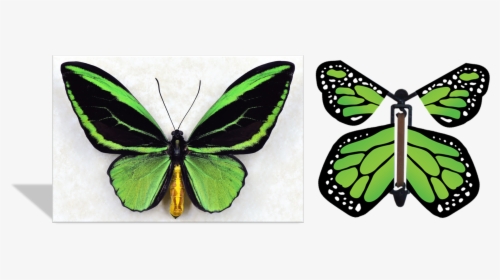 Flying Butterfly Greeting Card, HD Png Download, Transparent PNG