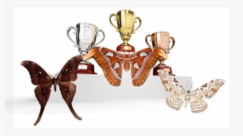 Moth Wings Png, Transparent Png, Transparent PNG