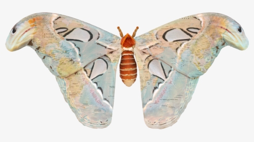 Moth Wings Png, Transparent Png, Transparent PNG