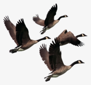 Transparent Ducks Flying Png - Canada Geese Transparent Background, Png Download, Transparent PNG