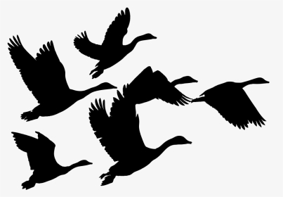 Geese, Goose, Birds, Animals, Flying, Silhouette, Svg - Geese Clip Art, HD Png Download, Transparent PNG
