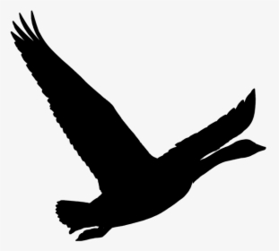 Bird, Goose, Wild Goose, Nature, Pet, Animal, Flying - นก บิน สวย ๆ, HD Png Download, Transparent PNG