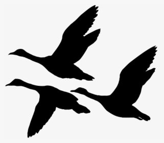 Duck Illustration Vector Graphics Silhouette Stock - Flying Geese Silhouette, HD Png Download, Transparent PNG