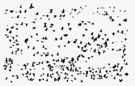 Bird - Flying Birds Group Png, Transparent Png, Transparent PNG