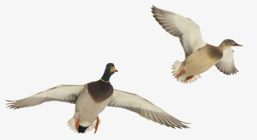 Ducks In Flight Png, Transparent Png, Transparent PNG