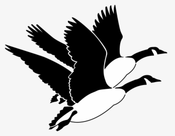 Transparent Bird Flying Png - Canadian Geese Clipart, Png Download, Transparent PNG