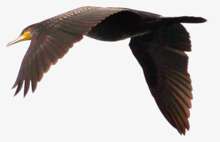 Swan Goose Duck Bird Flight - Seabird, HD Png Download, Transparent PNG