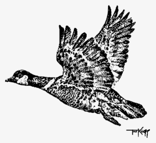 Canadian Goose Flying Drawing, HD Png Download, Transparent PNG