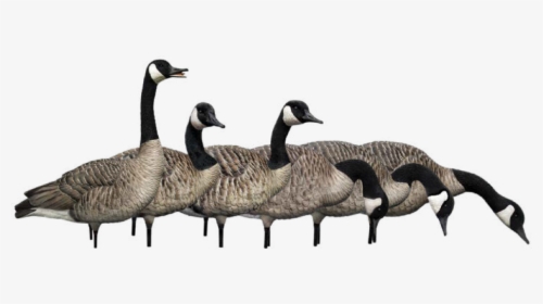 Transparent Geese Flying Png - Canada Goose, Png Download, Transparent PNG