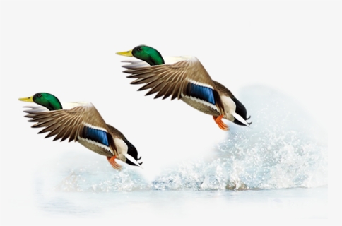 Mallard Duck Flight Bird - Bird In Flight Transparent Background, HD Png Download, Transparent PNG