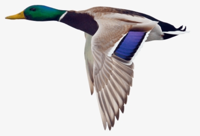 Download Mallard Png Hd - Flying Duck With Transparent Background, Png Download, Transparent PNG