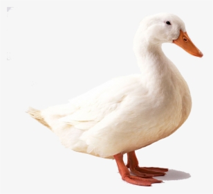 Geese Png - Duck With White Background, Transparent Png, Transparent PNG