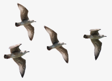 Seagulls Flying - Transparent Background Birds Flying Png, Png Download, Transparent PNG