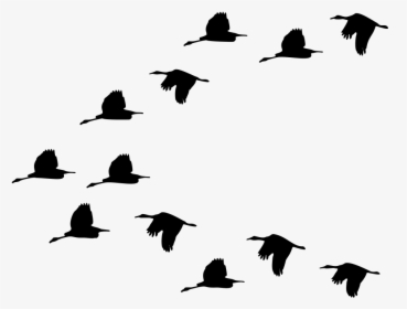 Duck Bird Migration Goose Mallard - Bird Gif Transparent Png, Png Download, Transparent PNG