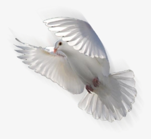 Columbidae Doves As Symbols Release Dove Bird - Flying Dove Png, Transparent Png, Transparent PNG