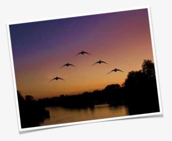 Transparent Geese Flying Png - Flock, Png Download, Transparent PNG