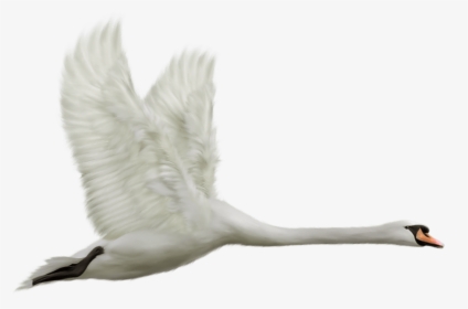 Flying Swan - Flying Swan Png, Transparent Png, Transparent PNG
