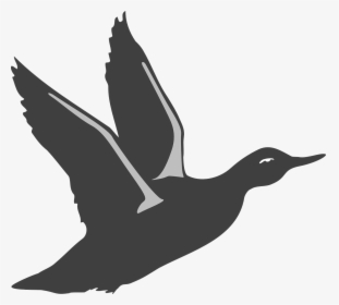 Duck, Bird, Flying, Wings, Animal, Beak, Feathers - Bird Take Off Silhouette, HD Png Download, Transparent PNG