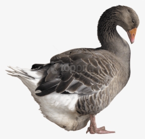 Bird,goose,ducks, Geese And Swans,waterfowl,american - Goose Png, Transparent Png, Transparent PNG
