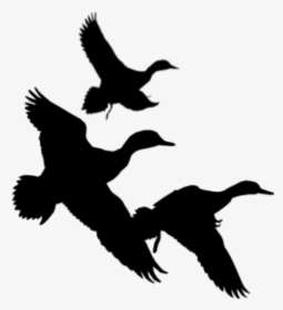 Duck Hunting Silhouette - Ducks Flying Silhouette Png, Transparent Png, Transparent PNG