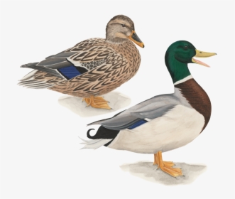 Mallard Duck Flying Drawing Download - Pato Cabeza Verde, HD Png Download, Transparent PNG