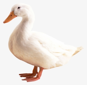 Duck White Png Image - Duck Png, Transparent Png, Transparent PNG