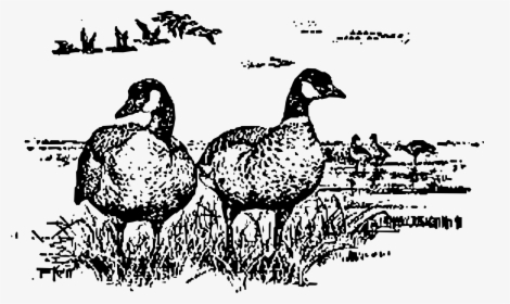 Aleutian Geese Standing Clip Arts - Drawing Of Canadian Geese, HD Png Download, Transparent PNG