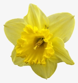 Daffodil Png, Transparent Png, Transparent PNG