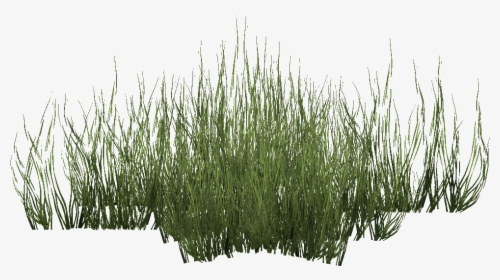 Green Seagrass - Grass - Seagrass Png, Transparent Png, Transparent PNG