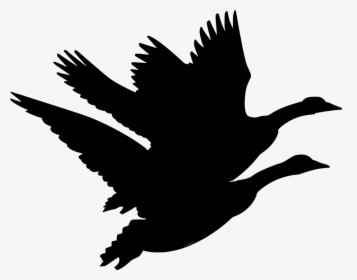 Canadian Goose Clipart, HD Png Download, Transparent PNG