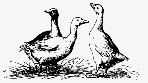 Geese 4 Clip Arts - Geese Black And White, HD Png Download, Transparent PNG