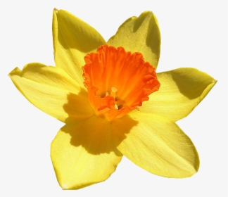 Flowering - Daffodil Up Close, HD Png Download, Transparent PNG