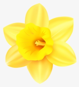 Narcissus Yellow Petal - Clip Art Daffodil, HD Png Download, Transparent PNG