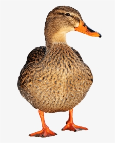 Duck Female - Transparent Duck Png, Png Download, Transparent PNG