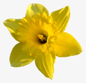 Daffodil Images Pictures - Daffodil Flower Transparent Background, HD Png Download, Transparent PNG