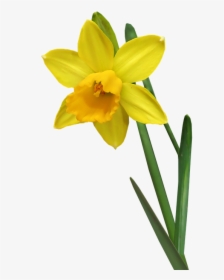 Daffodil, Flower, Stem, Bulb, Garden, Nature, Cut Out - Daffodil Flower Stem, HD Png Download, Transparent PNG