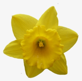 Daffodil Narcissus Flower - Narcissus Flower Transparent Png, Png Download, Transparent PNG