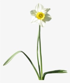 Transparent Plants - Transparent Background Daffodil Png, Png Download, Transparent PNG